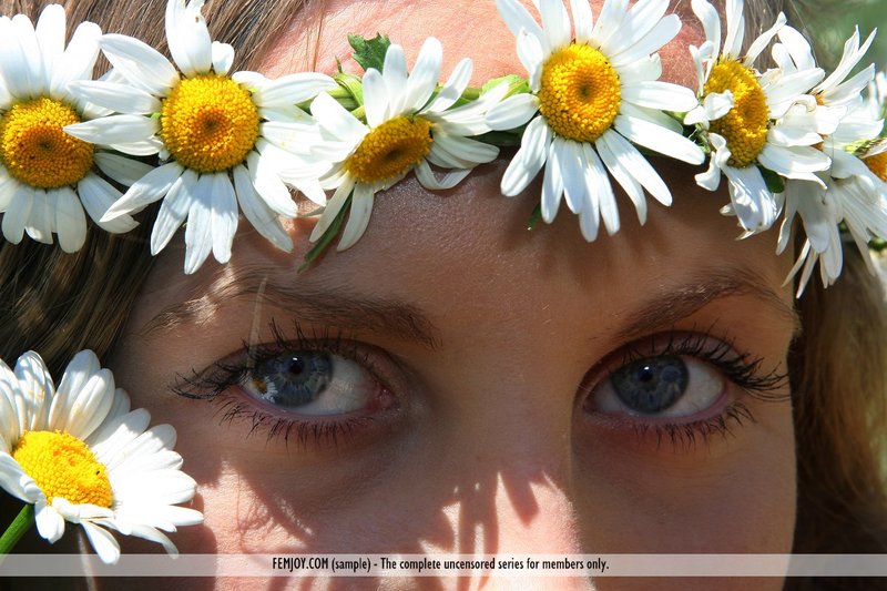 Merit - Daisies 15